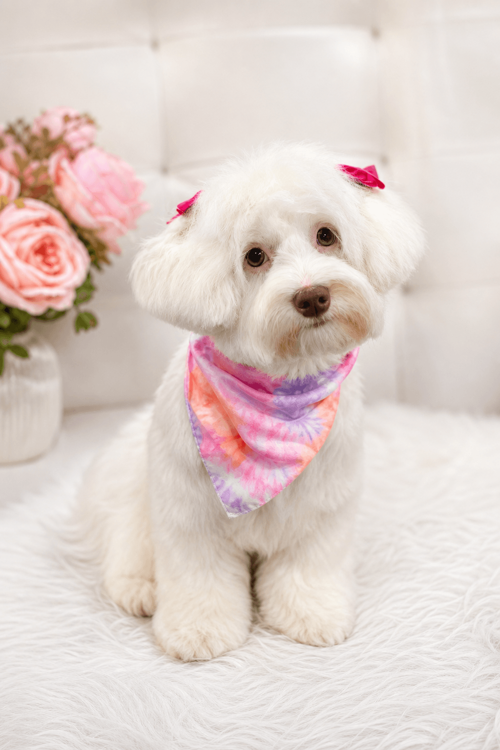 White dog with pink bows and signature bandana