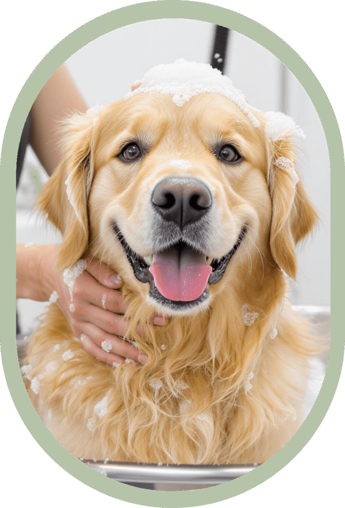 Manhattan Dog Grooming w/ Grooming Town